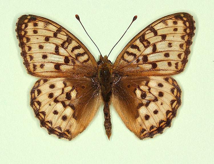 Argynnis aglaja male (aberrant form albicans) (Internet Image property of respective owner, non-commercial use only)